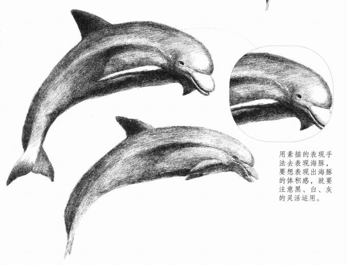 海豚的素描画法