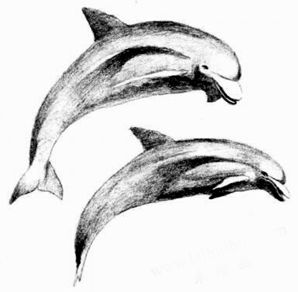 海豚的素描画法步骤05
