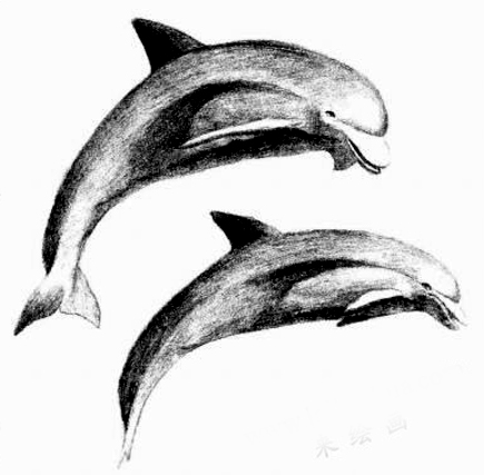 海豚的素描画法步骤06
