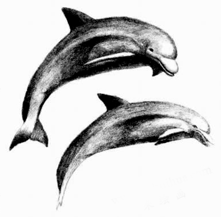 海豚的素描画法步骤07